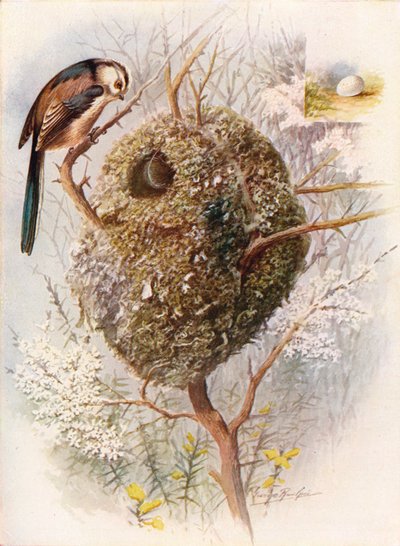 Mésange à longue queue - Acredula caudata, vers 1910, 1910 - George James Rankin