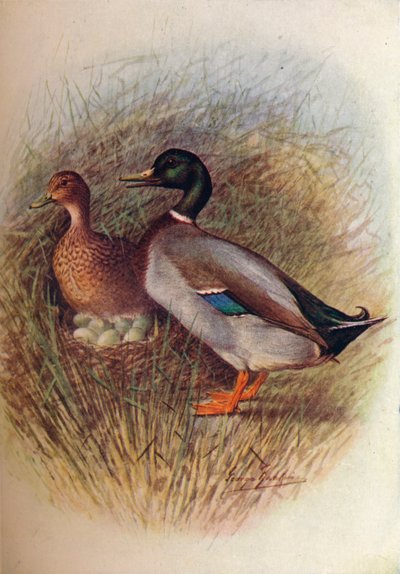 Canard colvert ou sauvage - Anas boscas, vers 1910 - George James Rankin