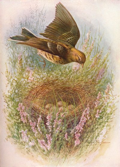 Pipit des prés ou Titlark - Anthus pratensis, vers 1910 - George James Rankin