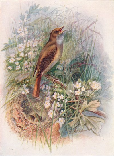 Rossignol - Daulias luscinia, vers 1910, 1910 - George James Rankin