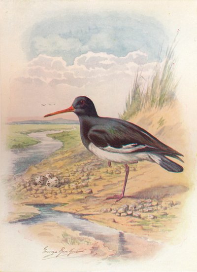 Huîtrier pie - Haematopus ostralegus, vers 1910, 1910 - George James Rankin