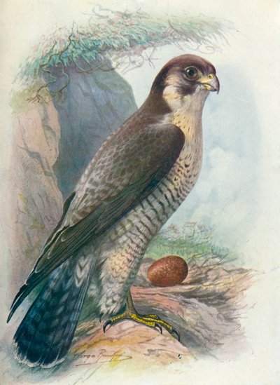 Faucon pèlerin - Falco peregrinus, vers 1910 - George James Rankin