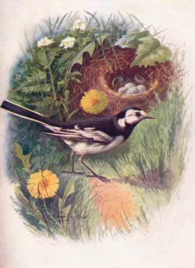 Bergeronnette grise - Motacilla lugubris, vers 1910 - George James Rankin