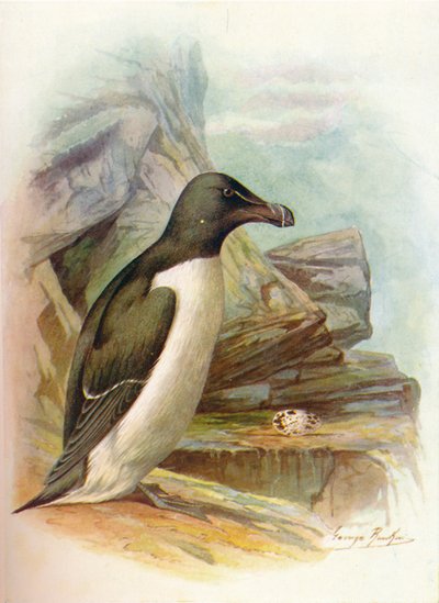 Petit pingouin - Alca torda - George James Rankin