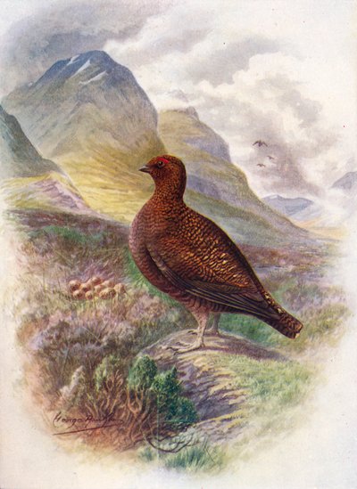 Lagopède d