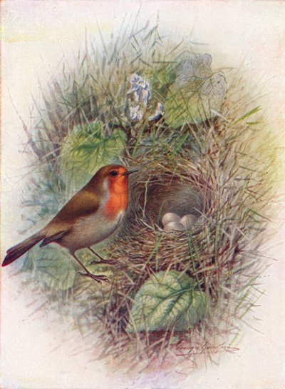 Rouge-gorge ou Rouge-gorge familier - Erithacus rubecula, vers 1910, 1910 - George James Rankin