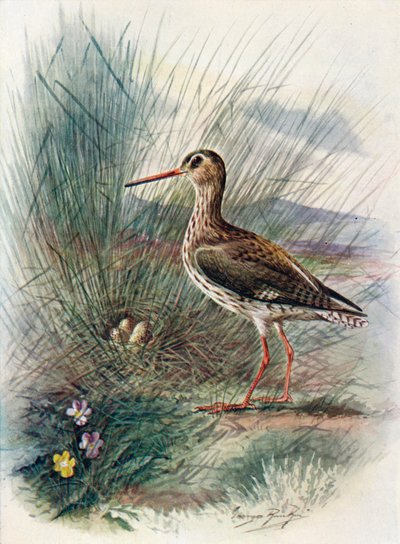 Chevalier gambette - Totanus calidris, vers 1910 - George James Rankin