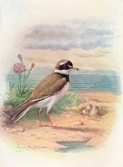 Pluvier à collier interrompu - Aegialitis hiaticola, vers 1910 - George James Rankin