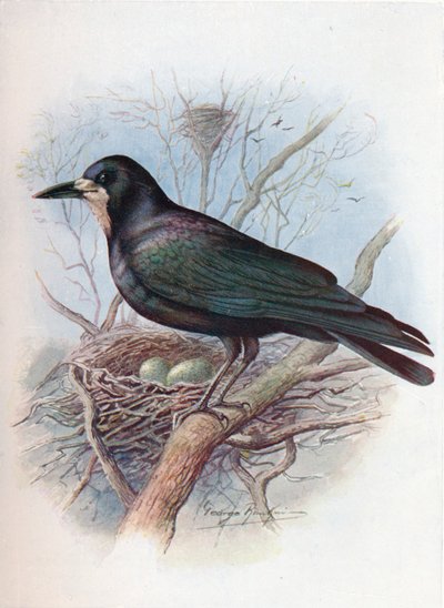 Corbeau - Corvus frugilegus, vers 1910 - George James Rankin