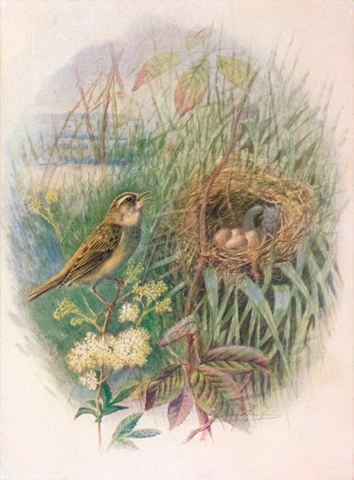 Phragmite des joncs - Acrocephalus phragmitis, vers 1910 - George James Rankin