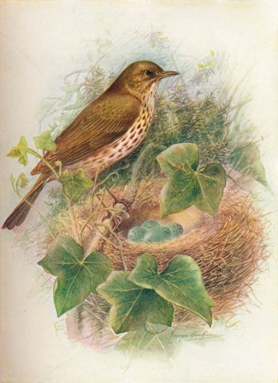 Grive musicienne ou Mavis - Turdus musicus, vers 1910 - George James Rankin