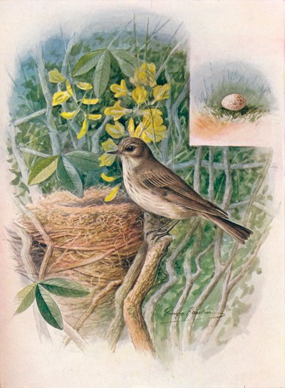Gobemouche gris - Muscicapa grisola, vers 1910 - George James Rankin