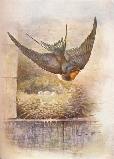 Hirondelle - Hirundo rustica, vers 1910 - George James Rankin