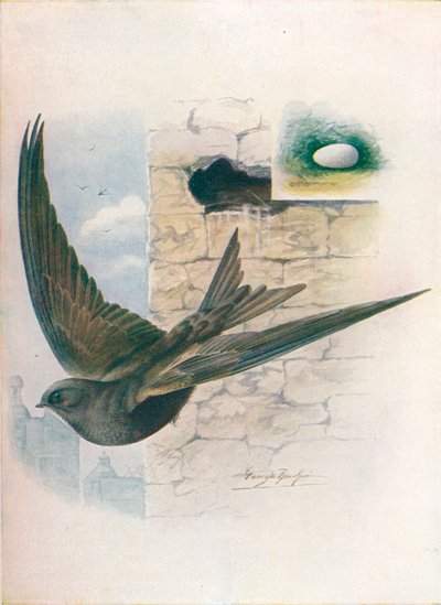 Martinet - Cypselus apus, c. 1910 - George James Rankin