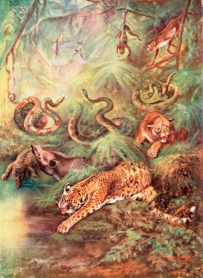 La grande forêt brésilienne et son zoo (litho couleur) - George James Rankin