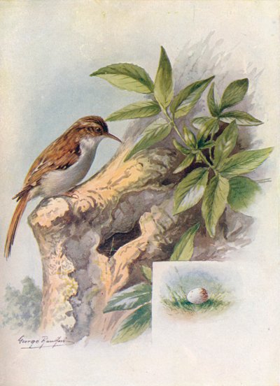 Grimpereau des jardins - Certhia familiaris - George James Rankin