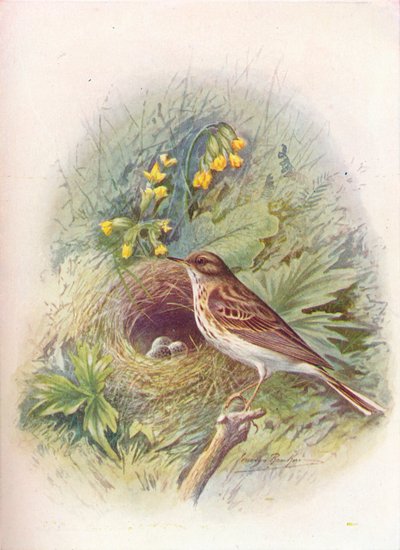 Pipit des arbres - Anthus trivialis, vers 1910 - George James Rankin