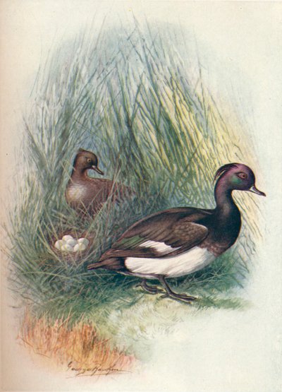 Fuligule morillon - Fuligula cristata, vers 1910 - George James Rankin