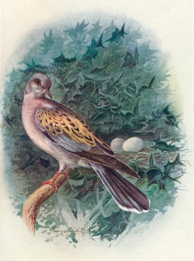 Tourterelle - Turtur communis, c1910 - George James Rankin