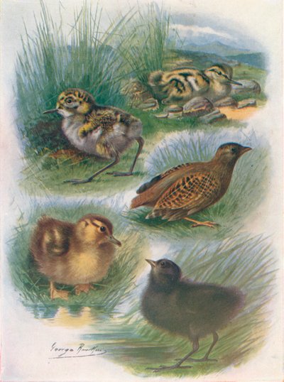 Types de nidifuges, vers 1910 - George James Rankin