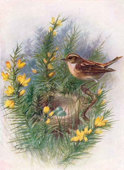 Tarier des prés - Pratincola rubetra, vers 1910 - George James Rankin