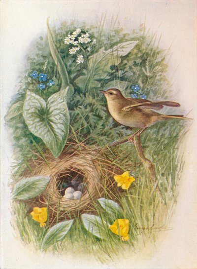 Pouillot fitis - Phylloscopus trochilus, vers 1910 - George James Rankin