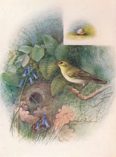 Pouillot siffleur - Phylloscopus sibilatrix, c1910 - George James Rankin