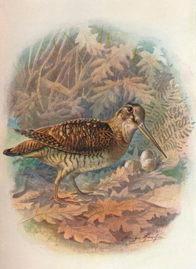 Bécasse - Scolopax rusticula, vers 1910, 1910 - George James Rankin