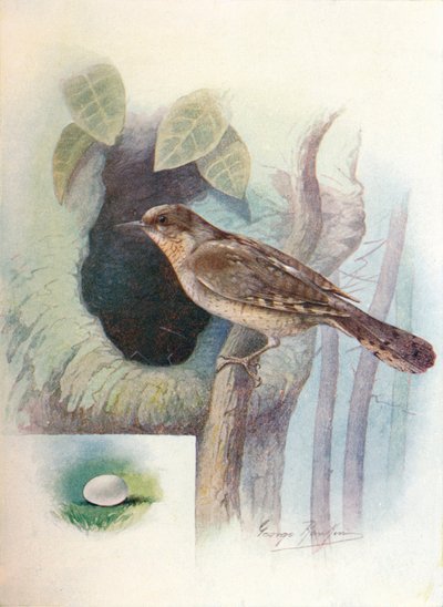 Torcol fourmilier - Iynx torquilla, vers 1910 - George James Rankin