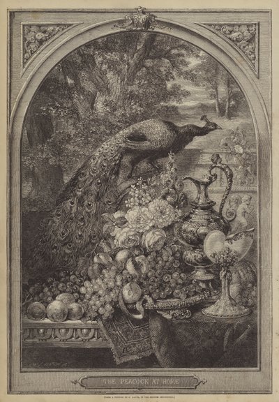 Le paon à la maison - George Lance