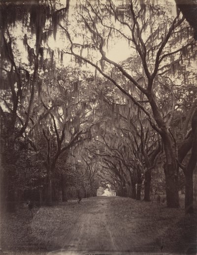 Cimetière de Bonaventure, à quatre miles de Savannah - George N. Barnard