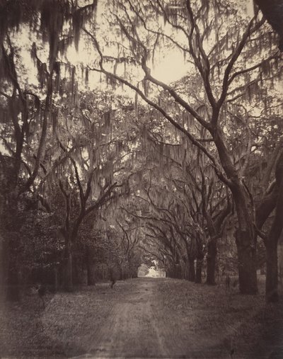 Cimetière de Bonaventure, à quatre miles de Savannah - George N. Barnard