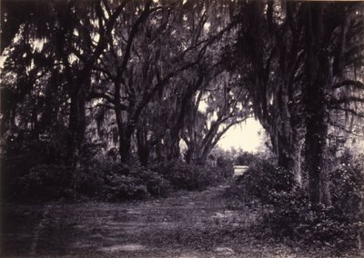 Bonaventure, Savannah, Géorgie - George N. Barnard