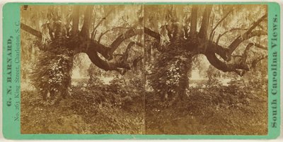 [Chênes vivants, cimetière de Magnolia] - George N. Barnard