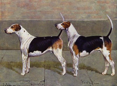 Les chiens de chasse de Puckeridge, Colonist et Cardinal - George Paice