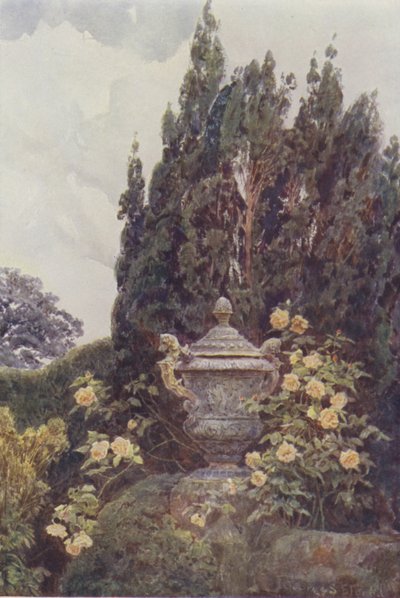 Gloire de Dijon, Penshurst - George Samuel Elgood