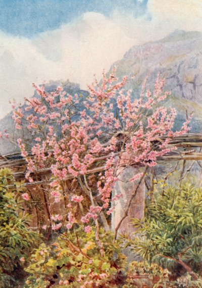 Les pêchers au vent" (lithographie couleur) - George Samuel Elgood