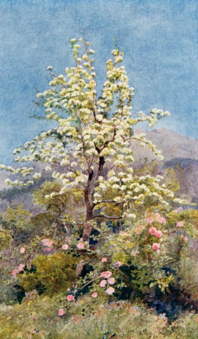 Fleur de poirier, Alpes maritimes (lithographie couleur) - George Samuel Elgood