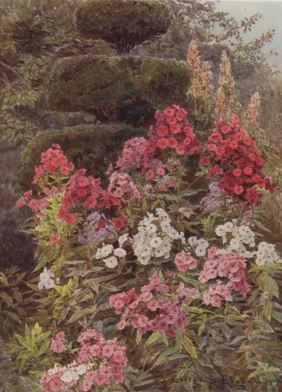 Phlox - George Samuel Elgood
