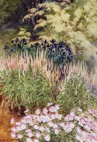 Veronica spicata rosea, avec Eryngiums et Violas - George Soper