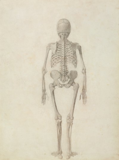 Une exposition anatomique comparative de la structure du corps humain avec celle d