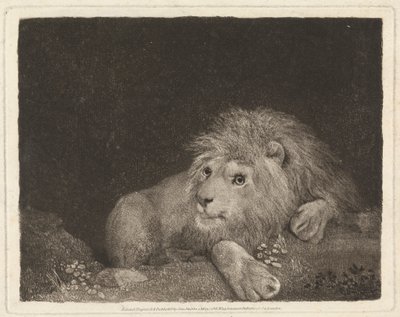 Un lion [Un lion couché] - George Stubbs