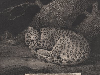 Un léopard endormi, gravé par l