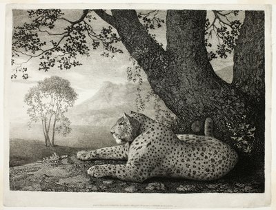 Un tigre (Un léopard couché près d
