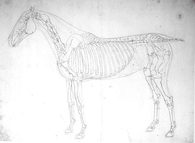 Étude anatomique d