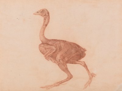 Poule de Dorking, vue latérale - George Stubbs