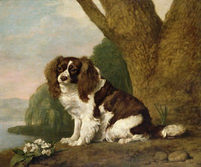 Fanny, un épagneul marron et blanc - George Stubbs