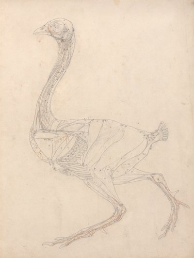 Corps de volaille, vue latérale (étude pour la figure clé du tableau XV) - George Stubbs