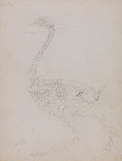 Corps de volaille, vue latérale - George Stubbs