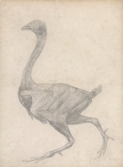 Oiseau, vue latérale, avec peau et couches fasciales sous-jacentes enlevées (étude finie pour la table XV) - George Stubbs